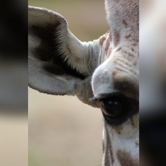 Meet your Posher, Missingbuttons - Picture 2 of 3